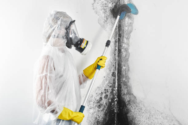 Best Indoor Air Quality Assessment  in Bayport, MN