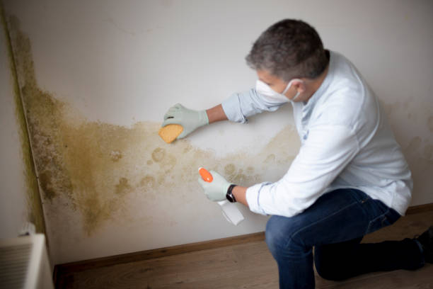 Best Dehumidification Services  in Bayport, MN