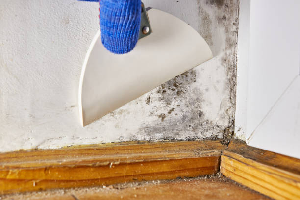 Best Air Quality Testing for Mold Spores  in Bayport, MN
