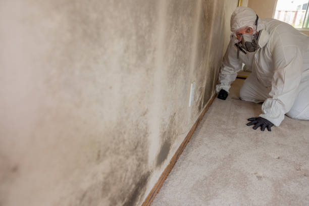 Best Industrial Mold Remediation  in Bayport, MN